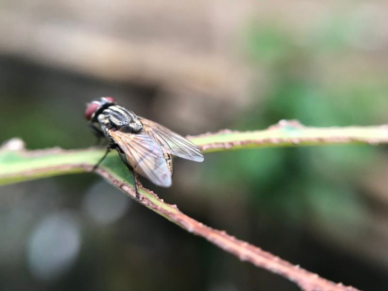 “Virose da Mosca” e Gastroenterite: Como proteger sua família das doenças da chuva